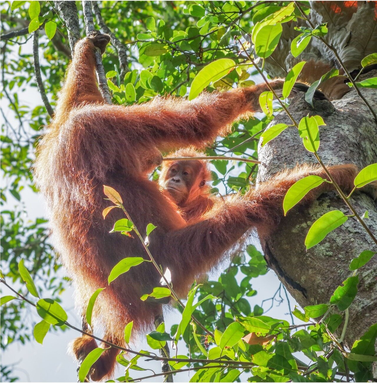 Orangutans can't master their complex diets without cultural knowledge ...
