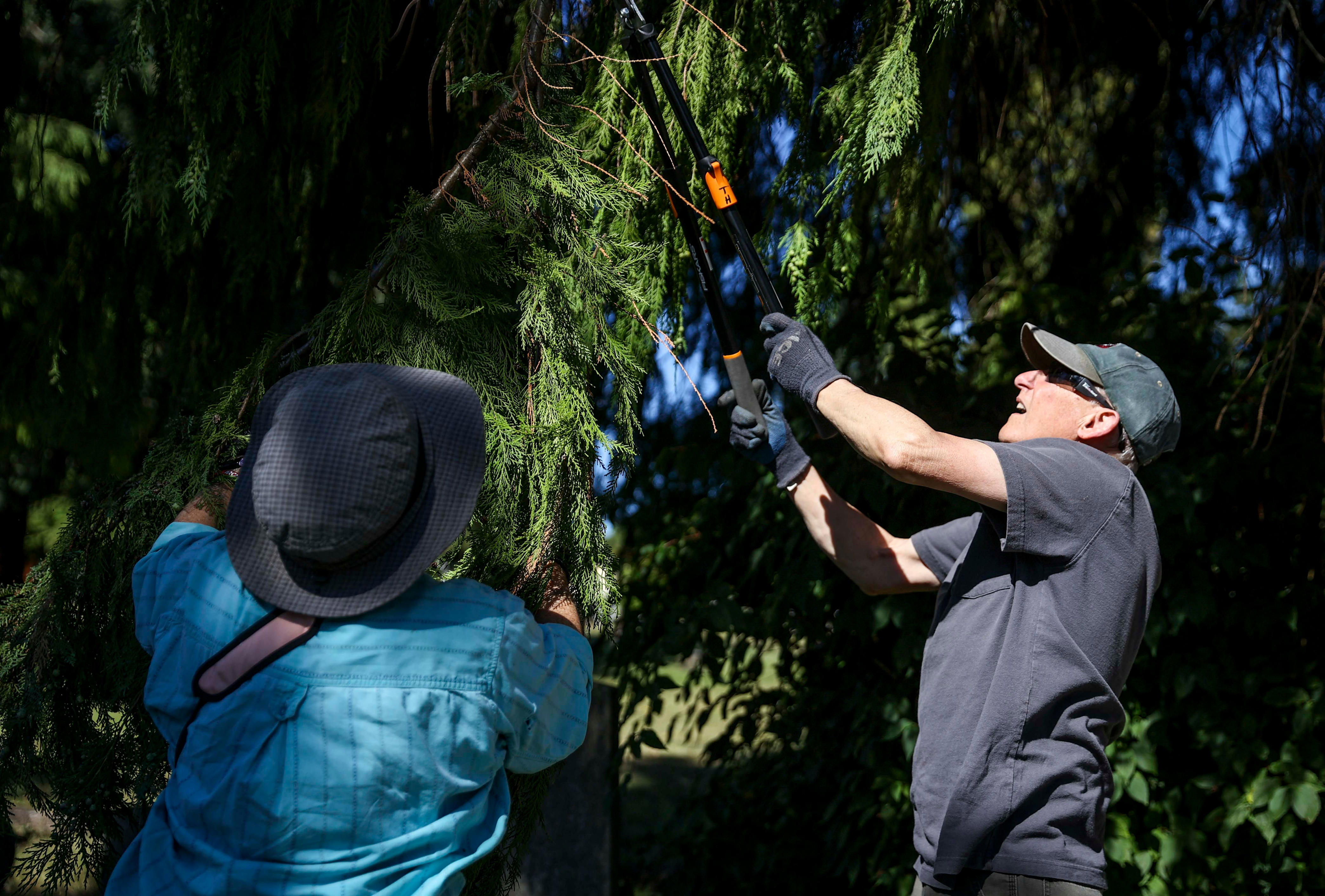 Is it legal to trim my neighbor #39 s tree in Oklahoma? Here #39 s what law says
