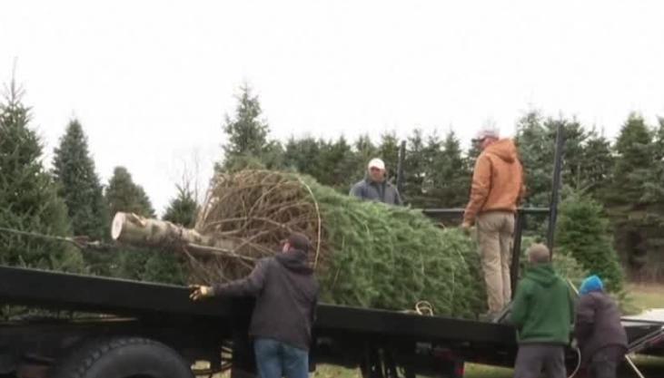 Michigan farm to supply the official White House Christmas Tree