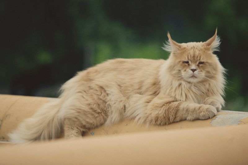11 Dramatic Cat Breeds For When You Want A Kitten With Personality