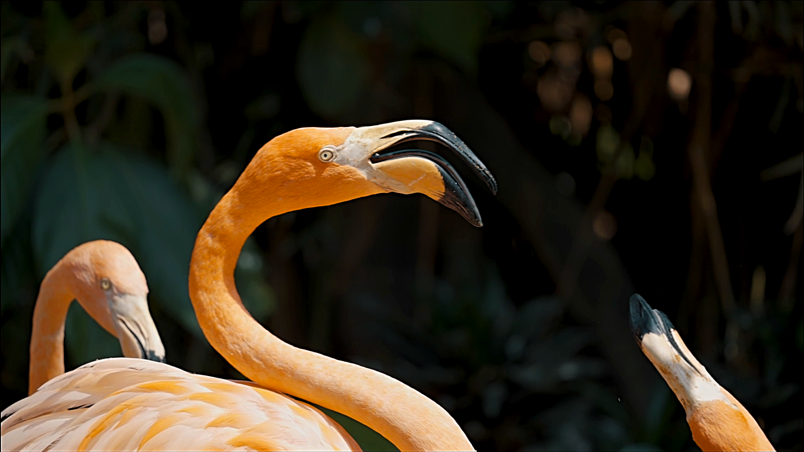 I Caught a Flamingo Family Arguing