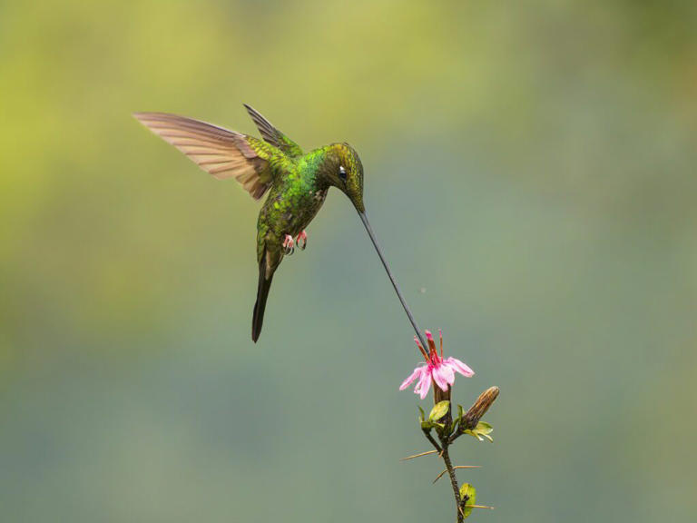 Wildlife photographer captures beautiful pictures of sword-billed ...