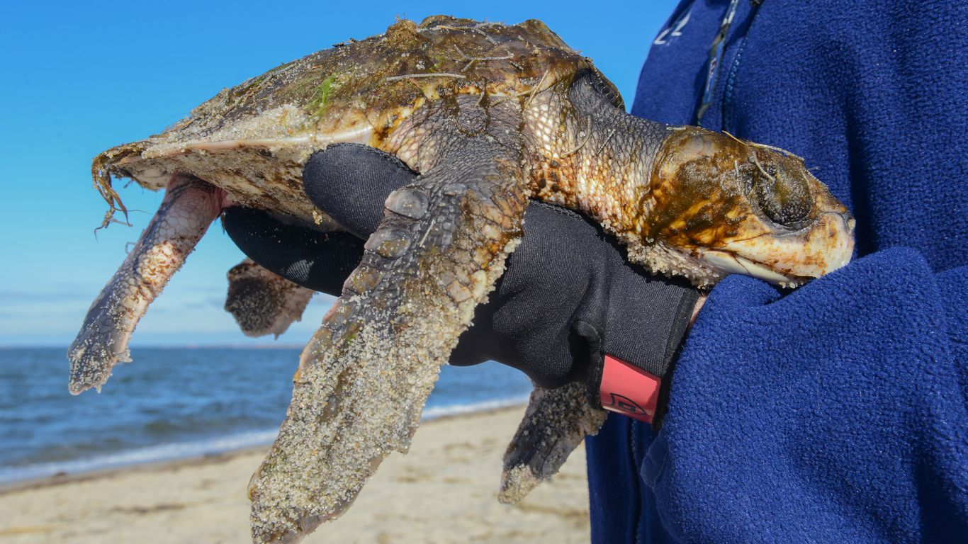How to save a 'stunned' sea turtle on the Cape