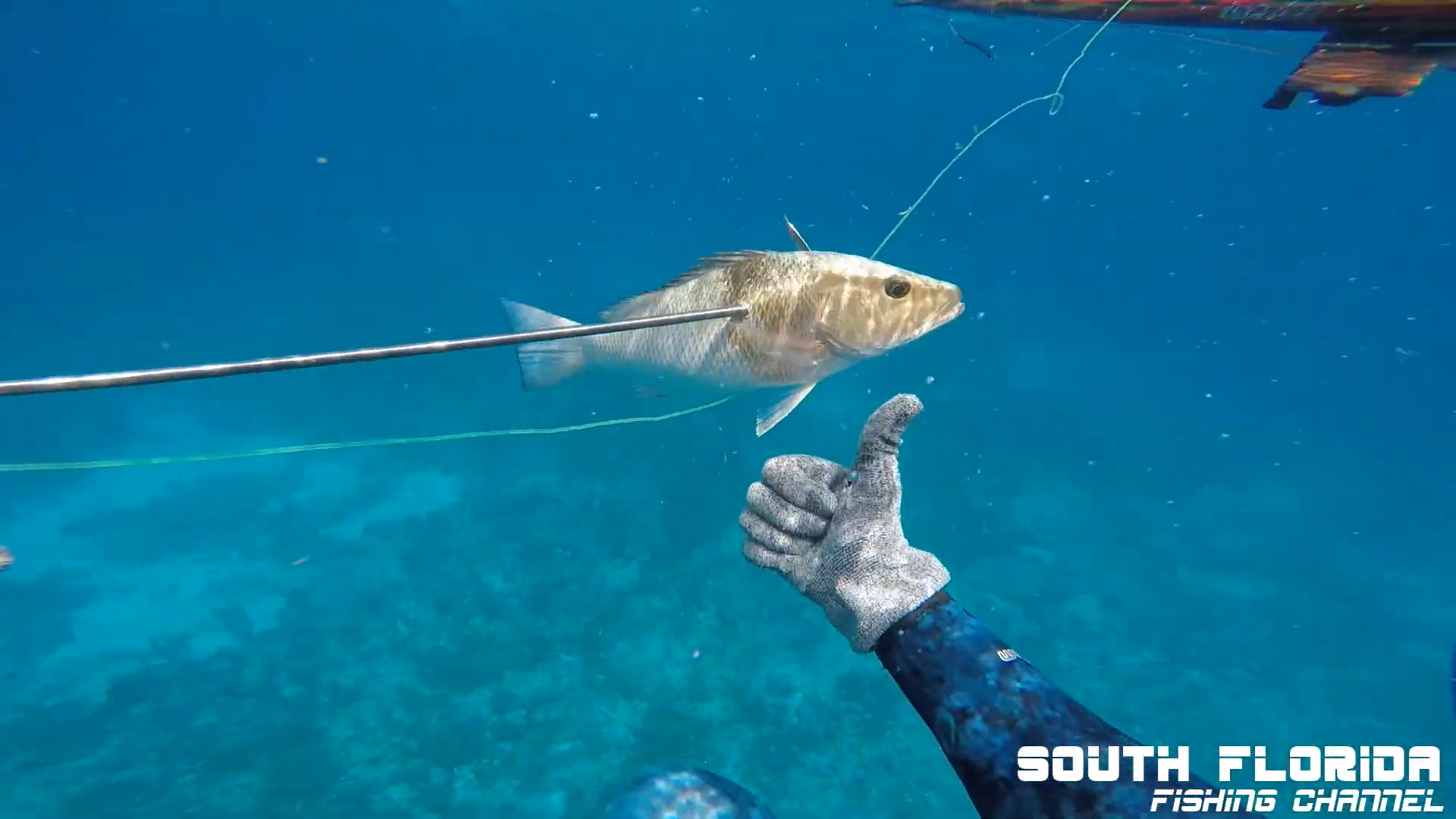 One drop, one shot, and reef fish that do not play nice