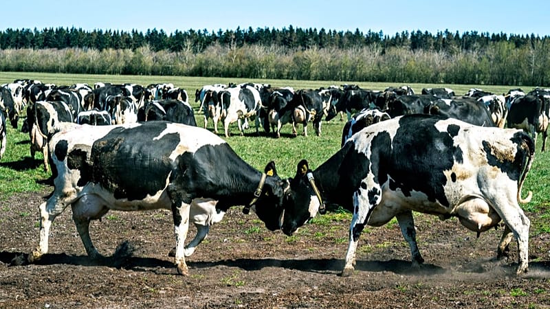 Fact check: Are cows in Denmark dying over Bovaer additive?