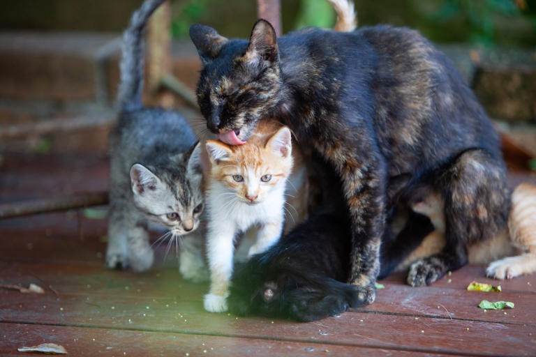 Why do some cat siblings look so different?