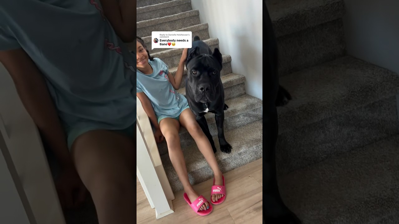 Dog cuddles and clings in the sweetest way