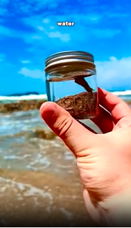 Opening a 2-Year-Old Jar of Ocean Water… You Won’t Believe What’s Inside