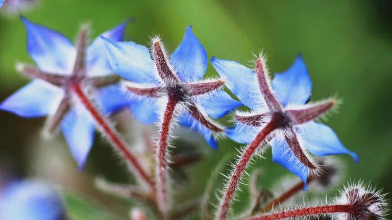 The 18 Companion Plants That Will Make Your Blueberry Bush Thrive In ...
