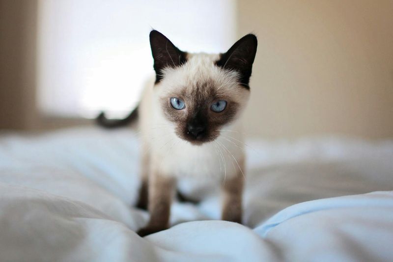 11 Dramatic Cat Breeds For When You Want A Kitten With Personality