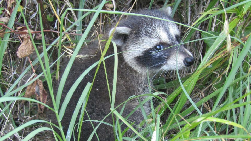 New research reveals urban raccoons across the US show early signs of ...