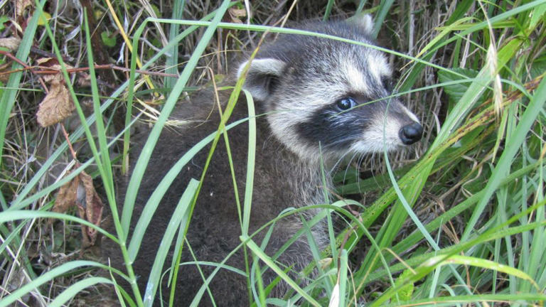New research reveals urban raccoons across the US show early signs of ...