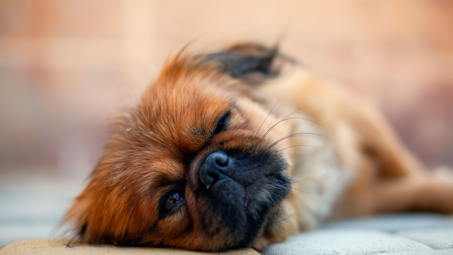 Why Some Dogs Fake Sleep To Avoid Things They Do Not Want To Do