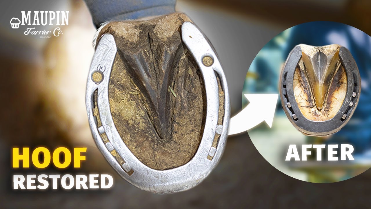 Cracked to Perfect: Full Hoof Restoration in 4K ASMR