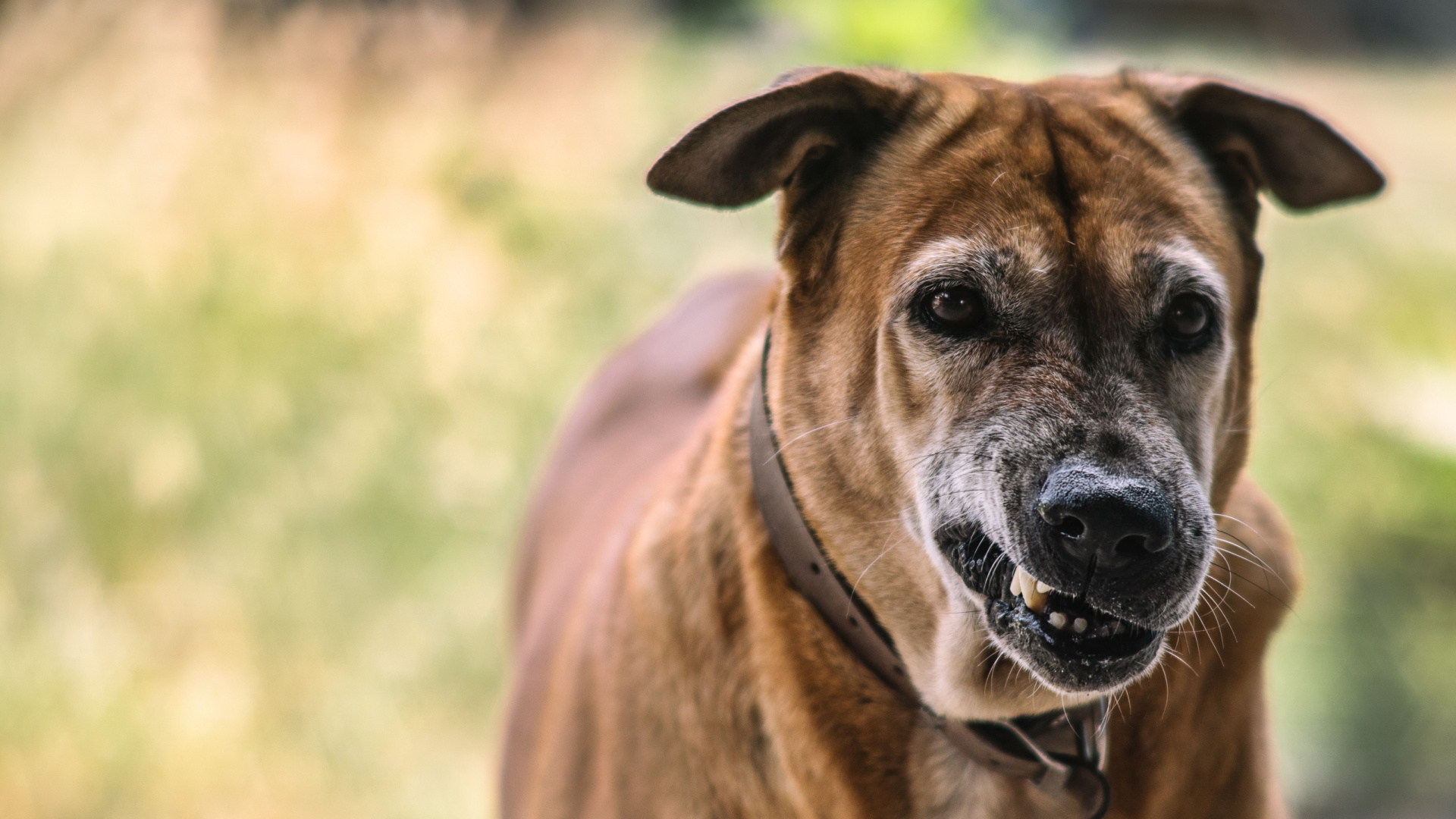Do Dogs Really Hold Grudges? Here’s What Experts Are Saying