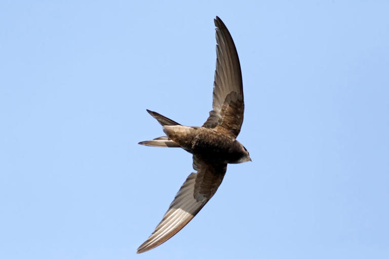 Richard Osman’s riles 'furious birdwatchers' saying swifts dive for ...