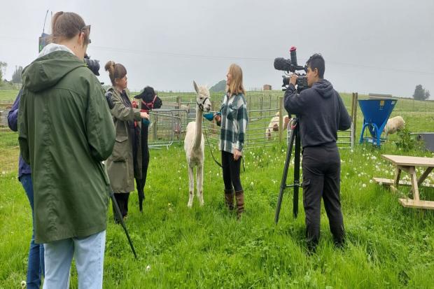 Alpaca farm made famous by hit BBC, ITV and Channel 5 shows opens ...