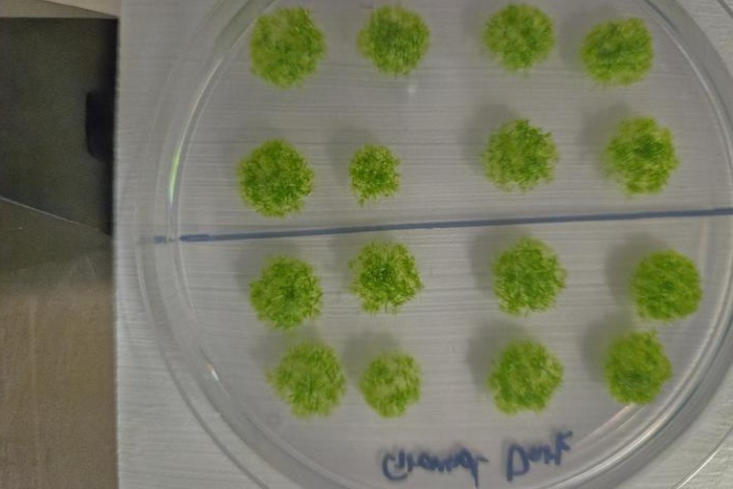 MOSS SPORES SURVIVED IN SPACE FOR 9 MONTHS intelligence overview