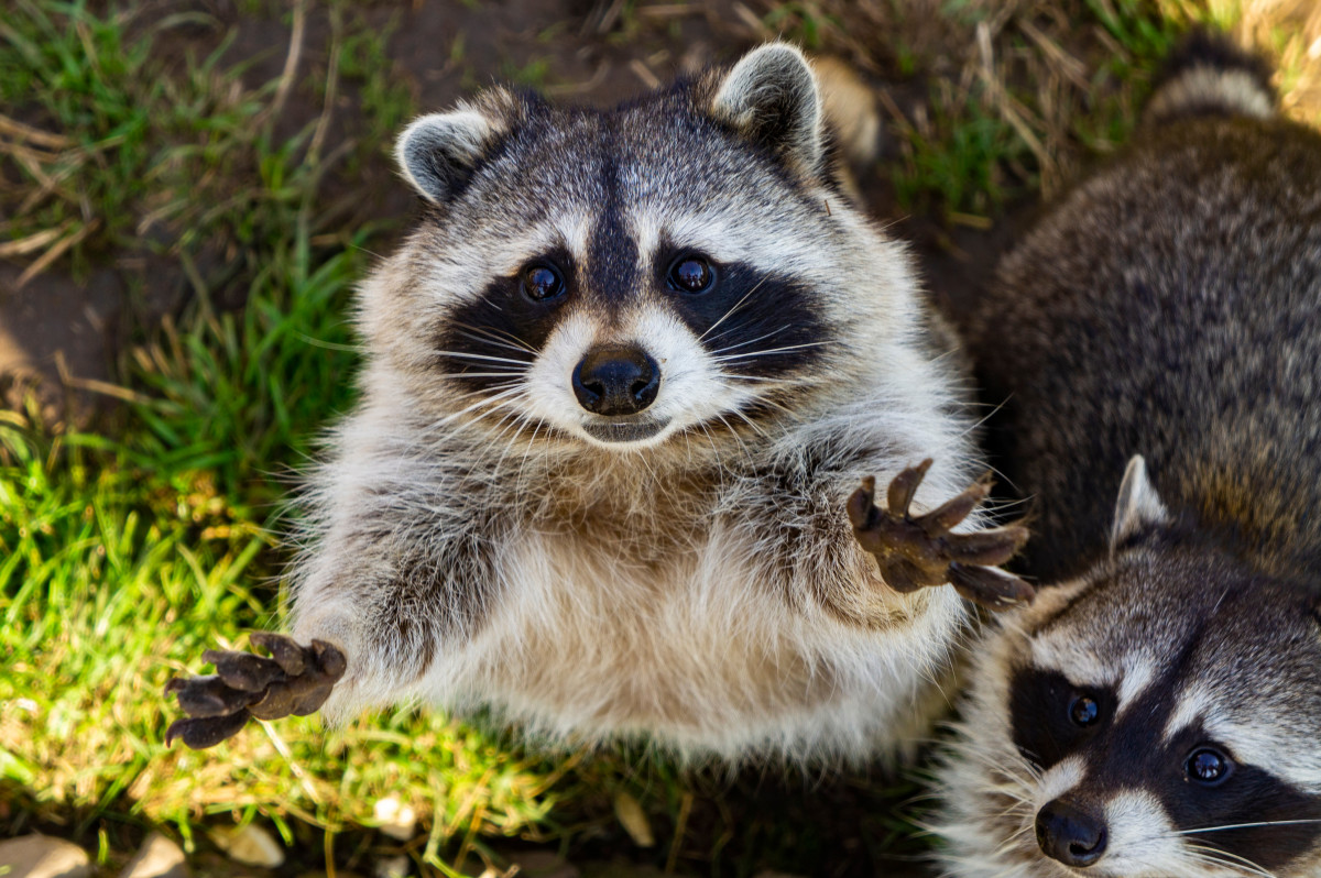 A Study Shows Raccoons Are Actually Evolving to Be Cuter–Here's Why