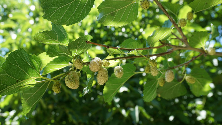 Is Harvesting The Key To Dealing With An Edible Invasive Fruit Tree ...