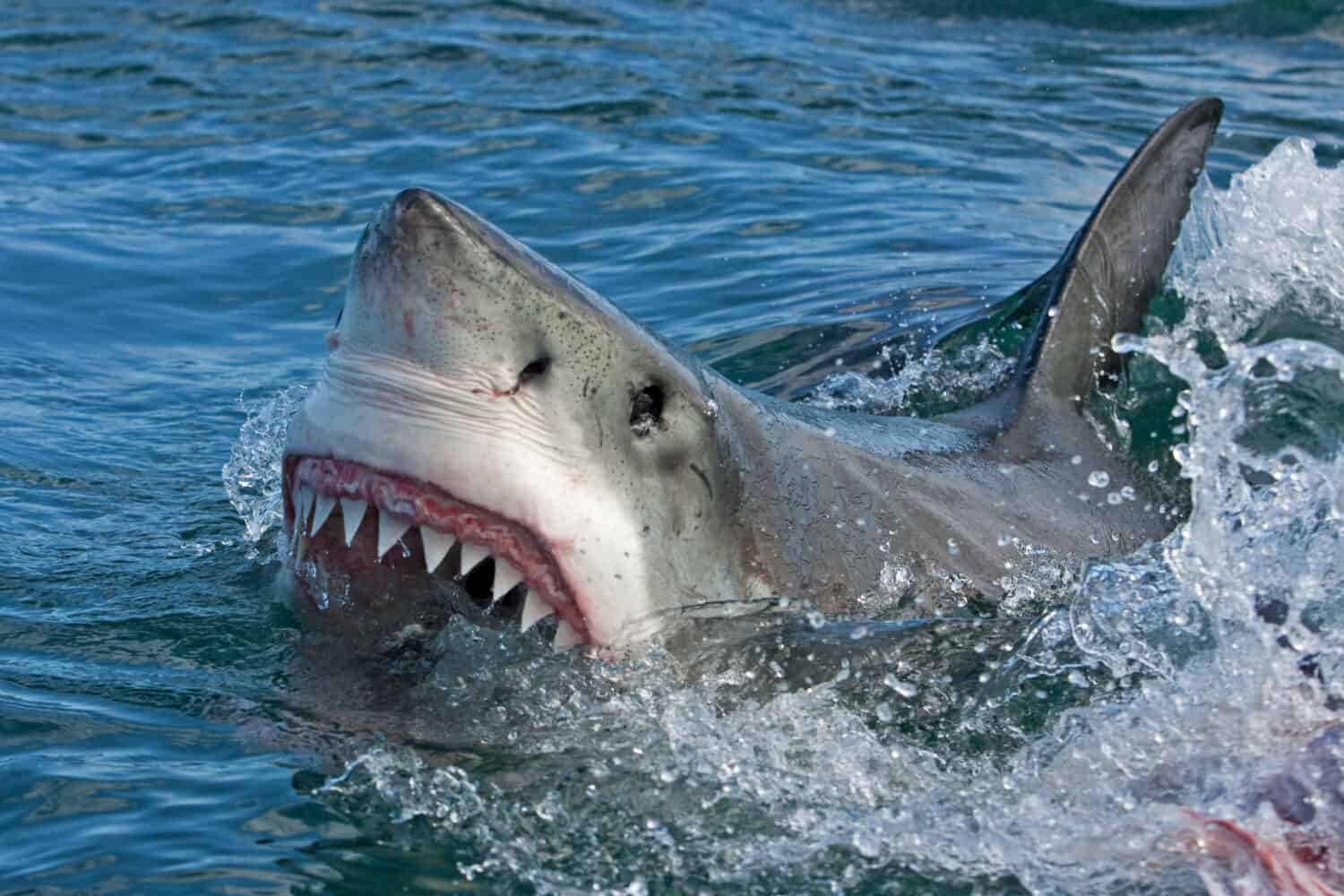 These sea monsters make great white sharks look small