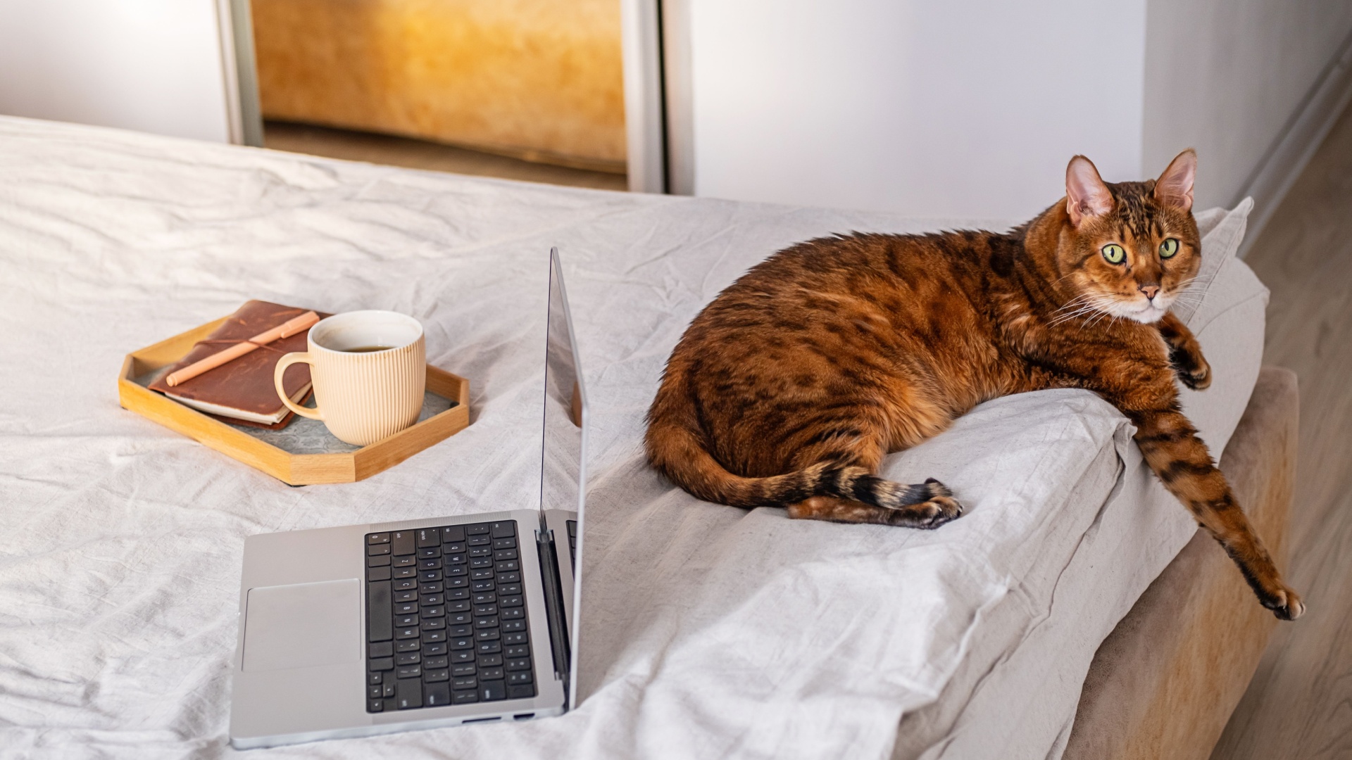 Things To Consider Before Adopting A Bengal Cat