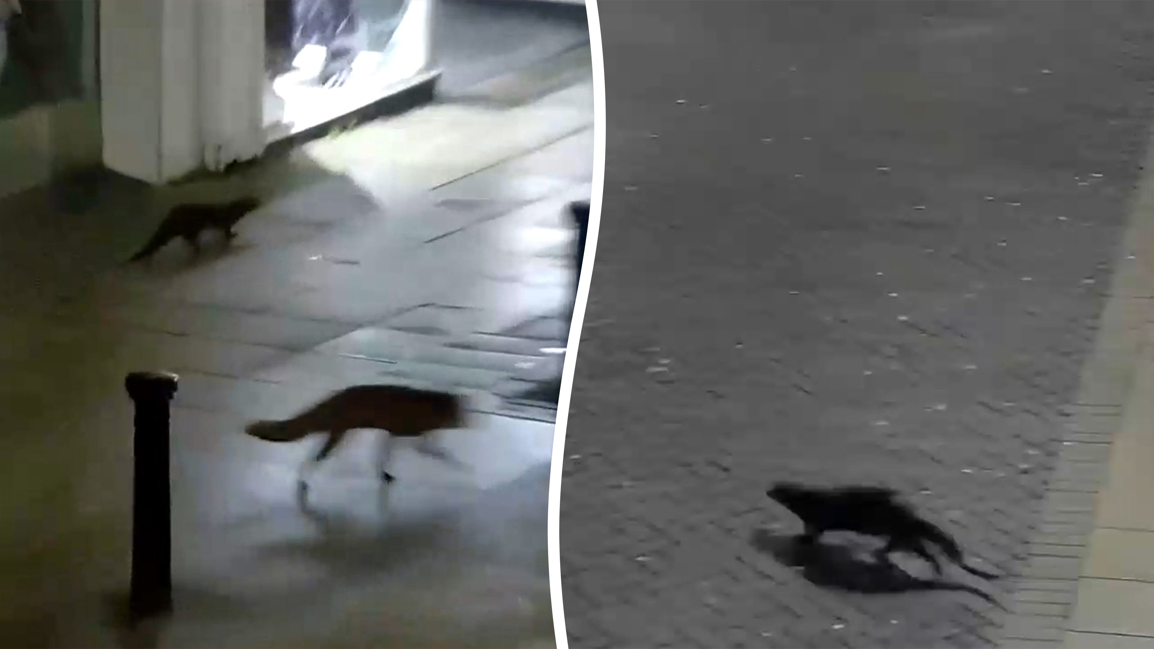 Fox and otter captured in 'Disney moment' playing in deserted city
