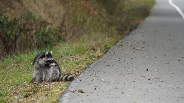 New research reveals urban raccoons across the US show early signs of ...