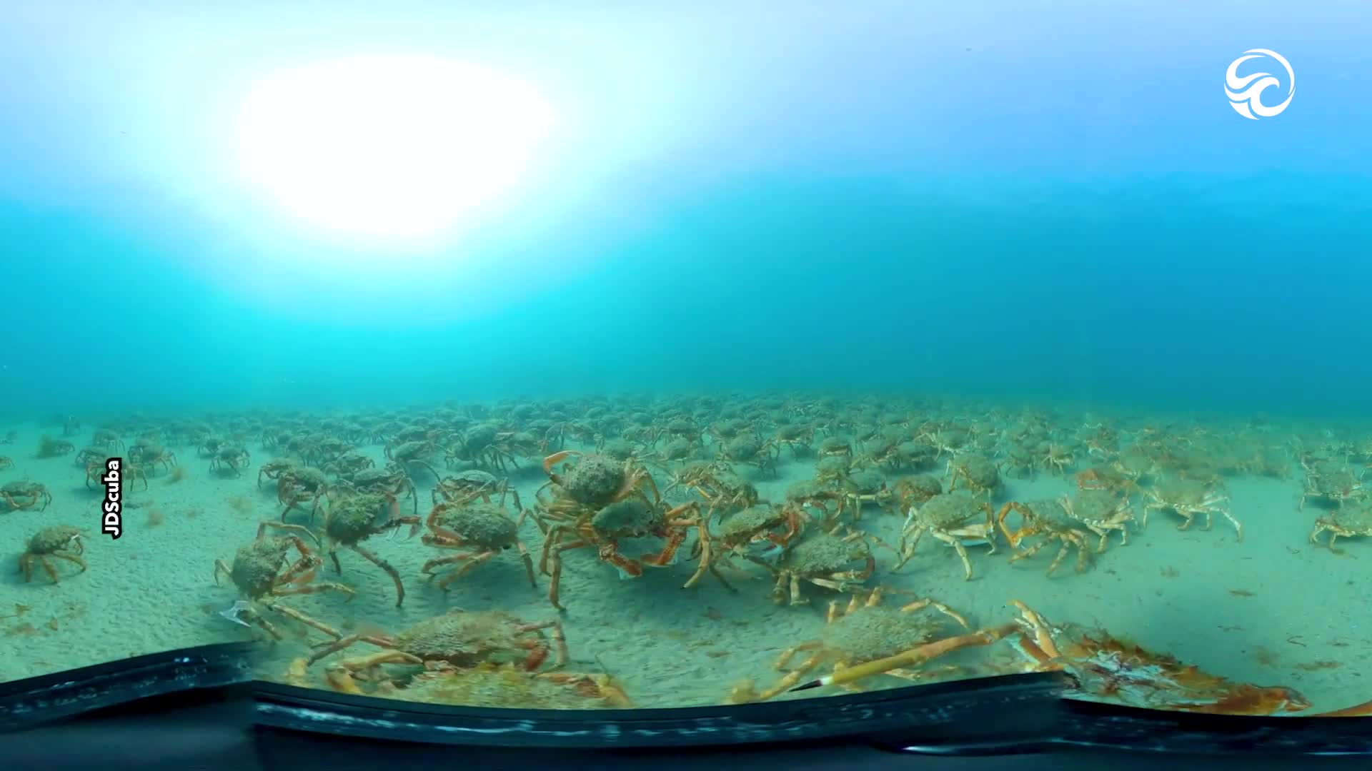eerie-spider-crab-footage