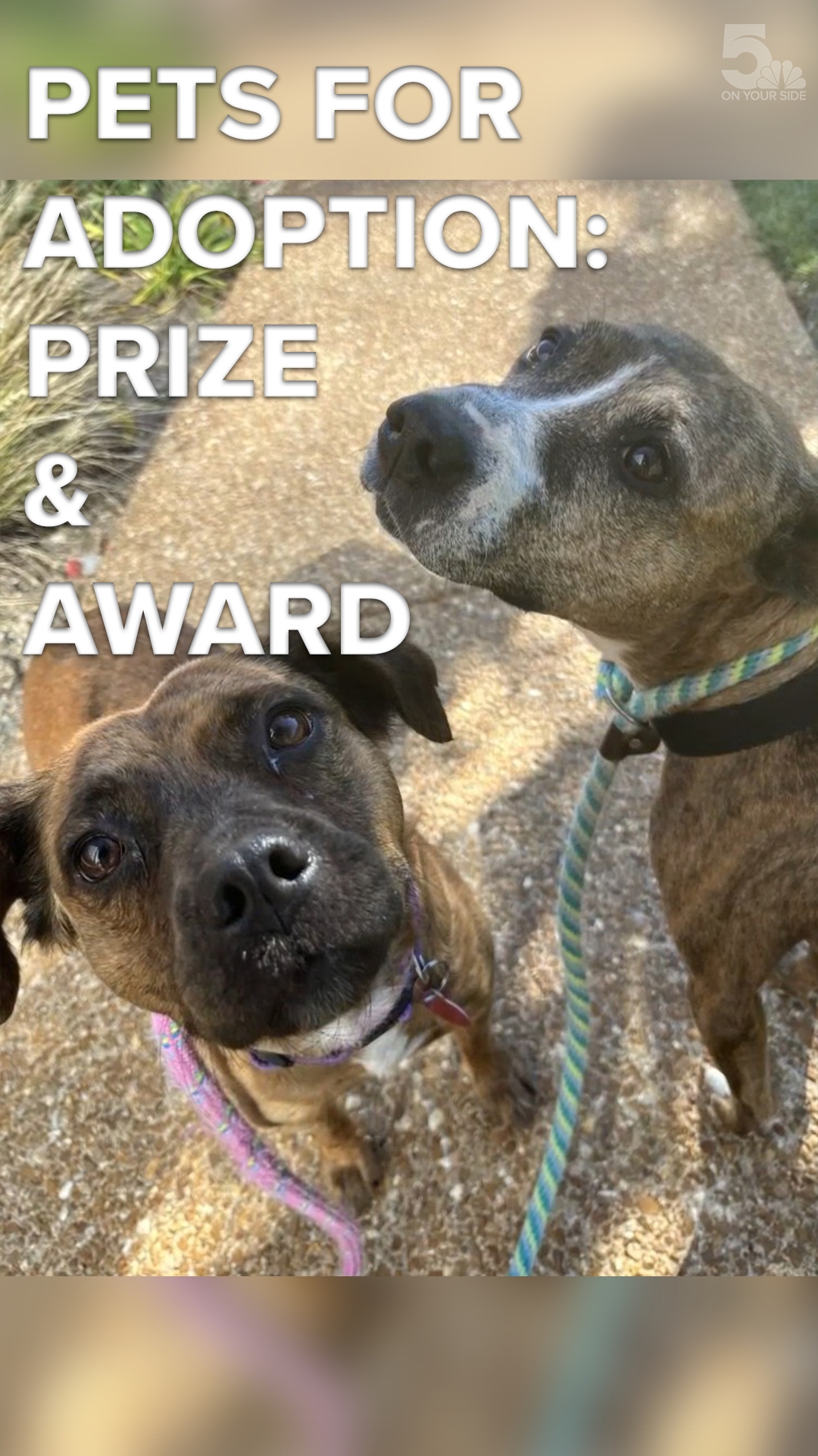 Pets for adoption: Meet Prize and Award