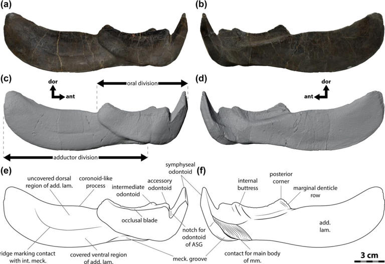 360 Million Years Ago, Cleveland Was Home to a Monstrous Predator With ...