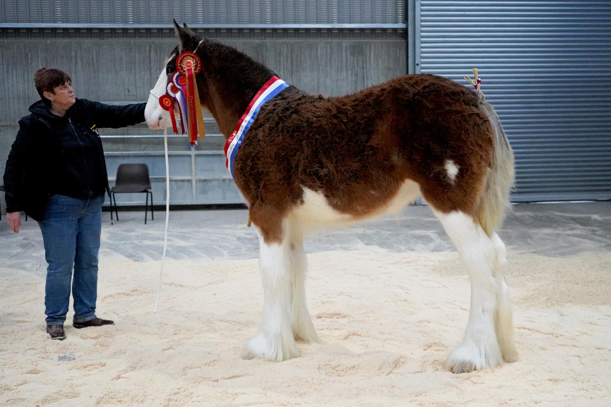 Horse Week: Co Londonderry Horse Breeding Society 57th Clydesdale Foal Show