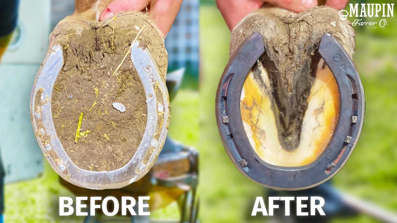 Incredible hoof restoration: Watch the cracks disappear in this ...