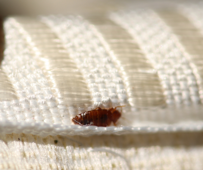 Your electric blanket could wake up bed bugs you didn’t know you had ...