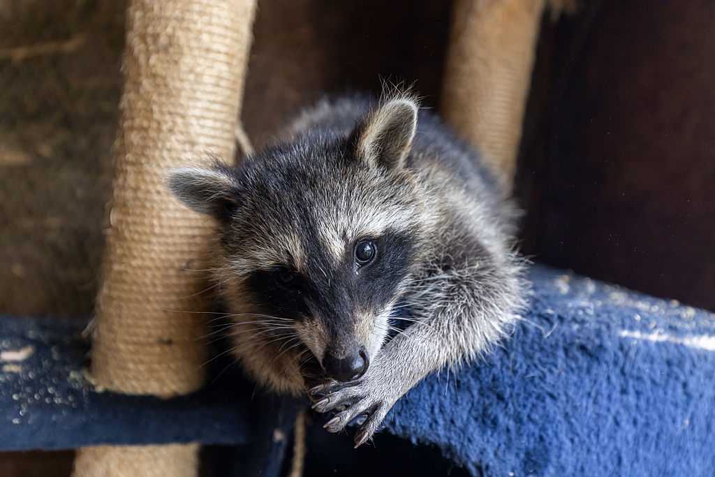 New research suggests urban raccoons across the US show early signs of ...