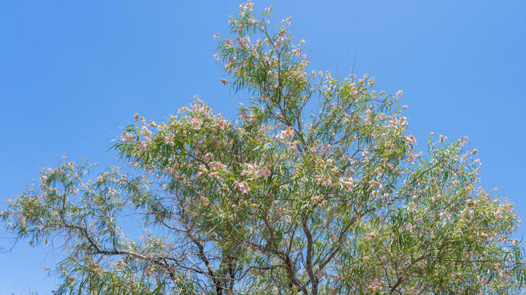 22 Native Tree Varieties That Are Beneficial To Your Yard & Local Wildlife