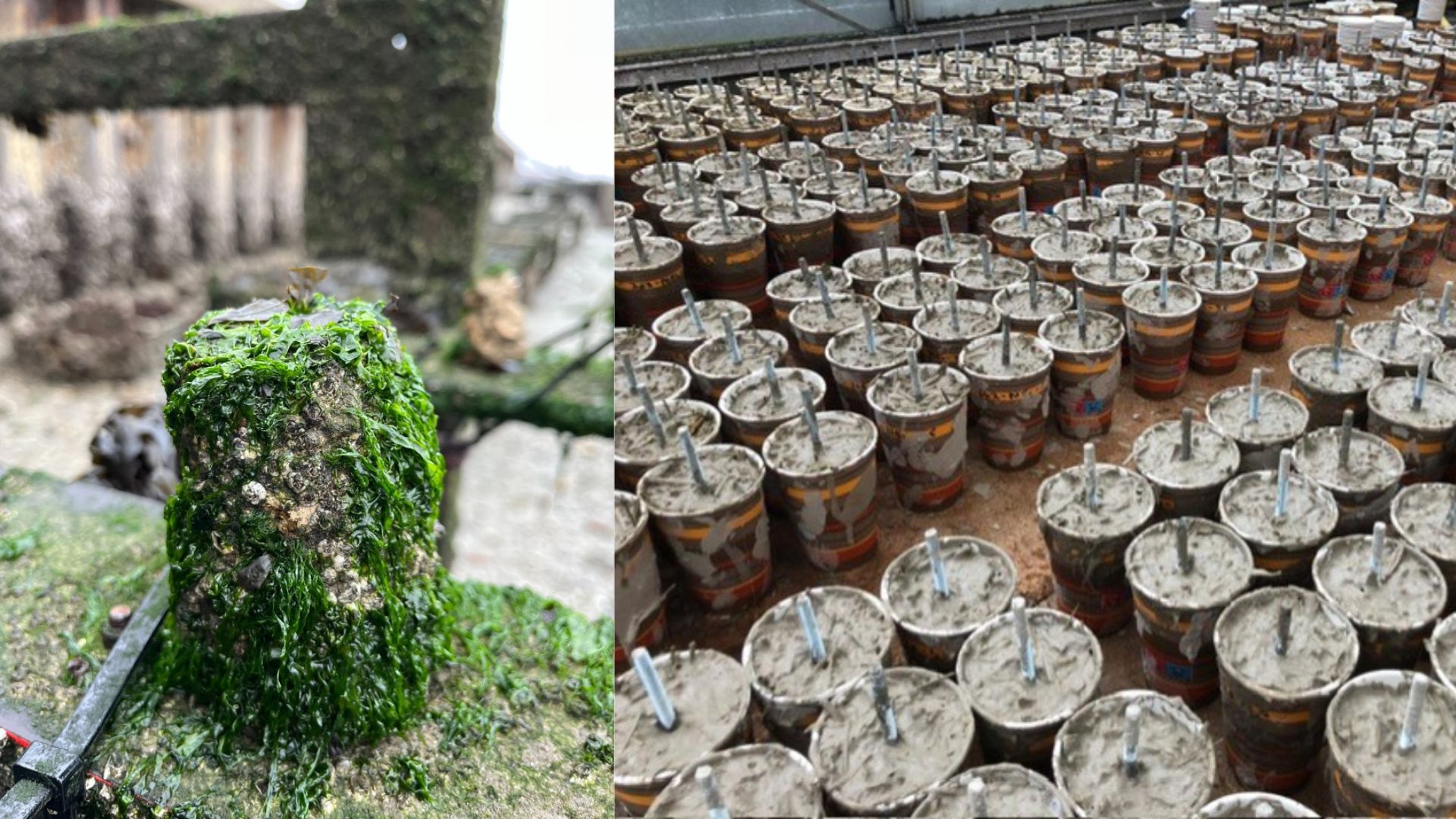 Biobased concrete substitute locks in carbon while supporting marine ...