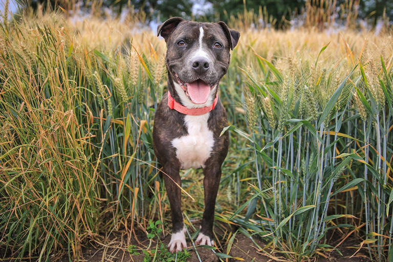 Pit Bull Ban in Maryland County to Be Lifted After Nearly 30 Years and