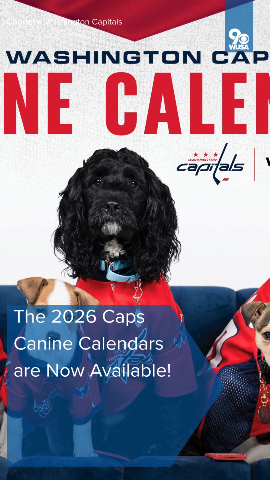 The 2026 Caps Canine calendars are now available!