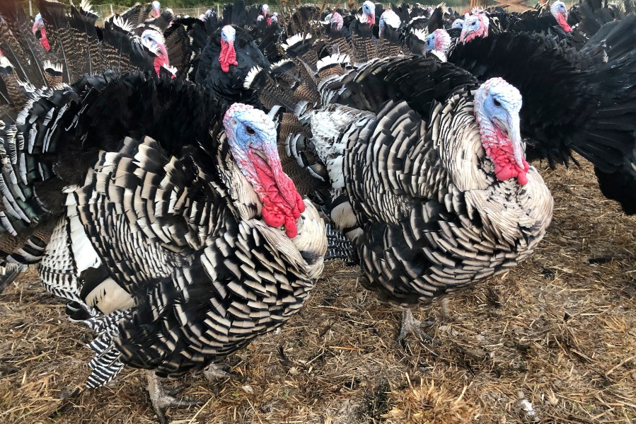 Turkeys more than double the number of people in Missouri, data shows