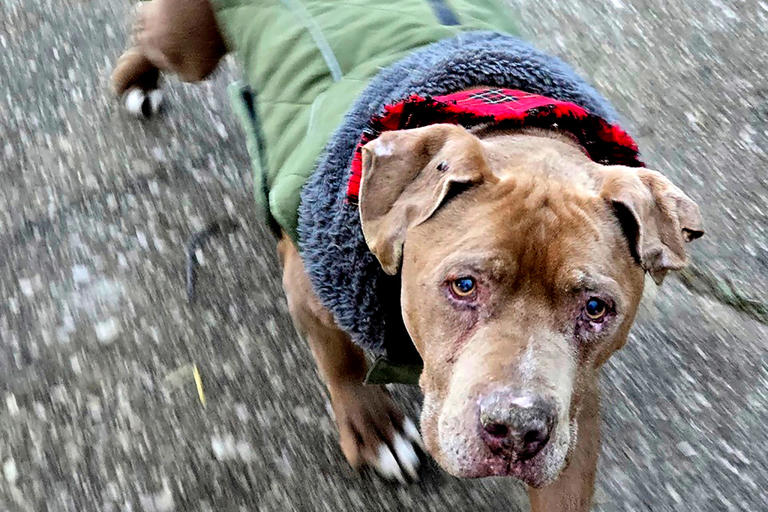 Veterinario de Michigan que se negó a devolverle su perro enfermo a un hombre sin hogar pasará 10 días en la cárcel