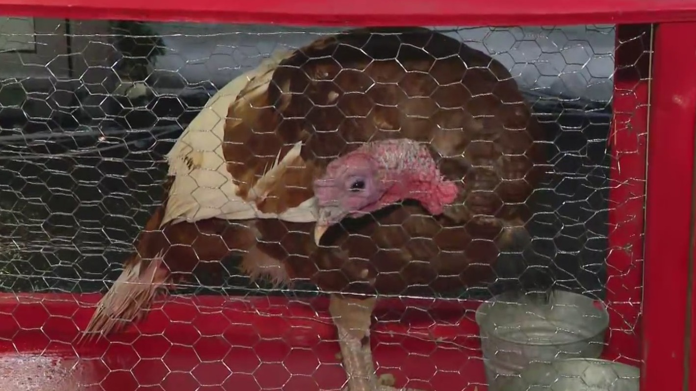 Grapevine kicks off holiday season with annual turkey pardon