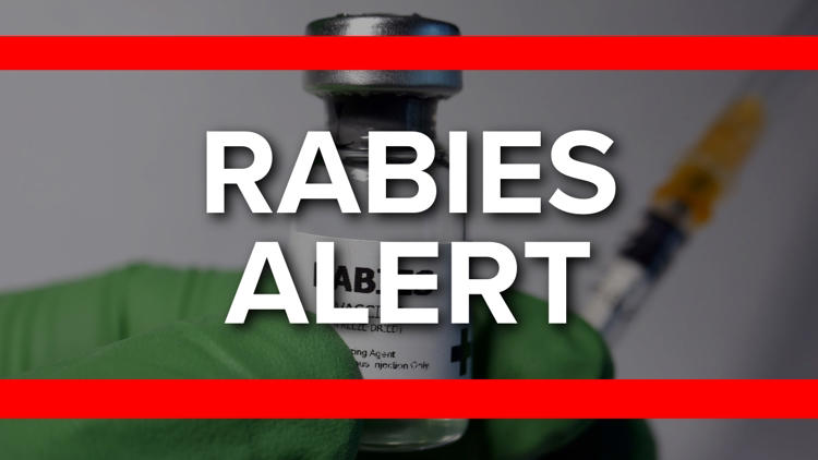 Rabid bobcat attacks woman on Jekyll Island mini golf course; rabies ...