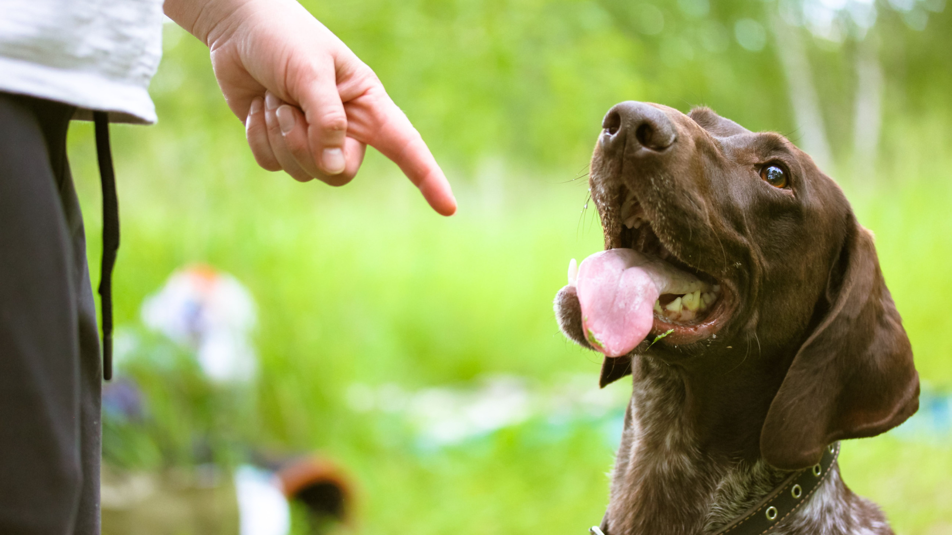 10 Red Flags To Watch For In Online Dog Training Advice