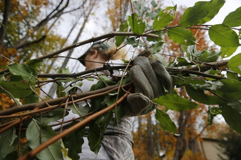 5 invasive plants that could be putting down roots in your garden or lawn