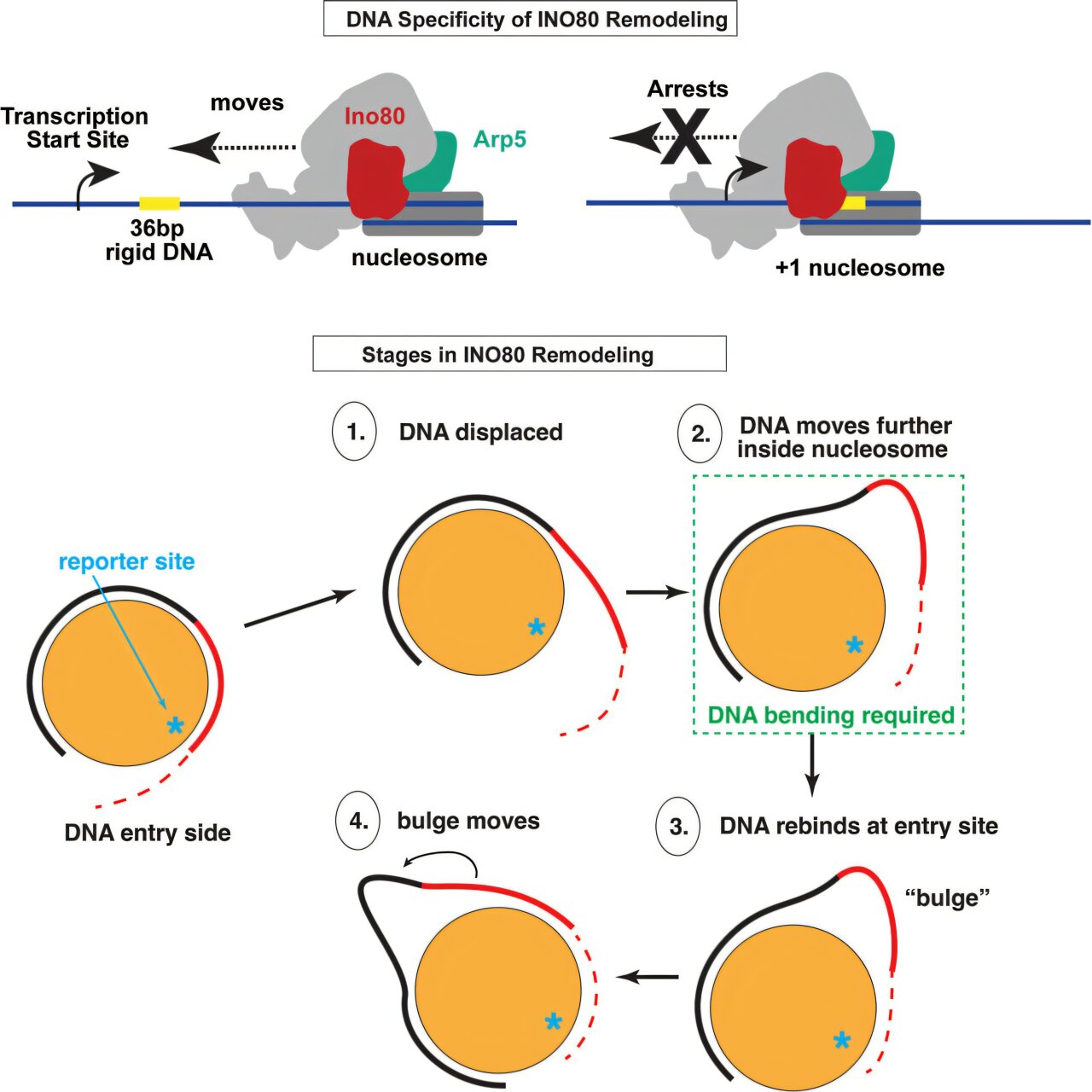 DNA shape and rigidity regulate key players of gene expression