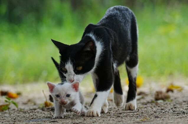Rescue Cat Deckster Helps Special Needs Kittens Learn to Walk
