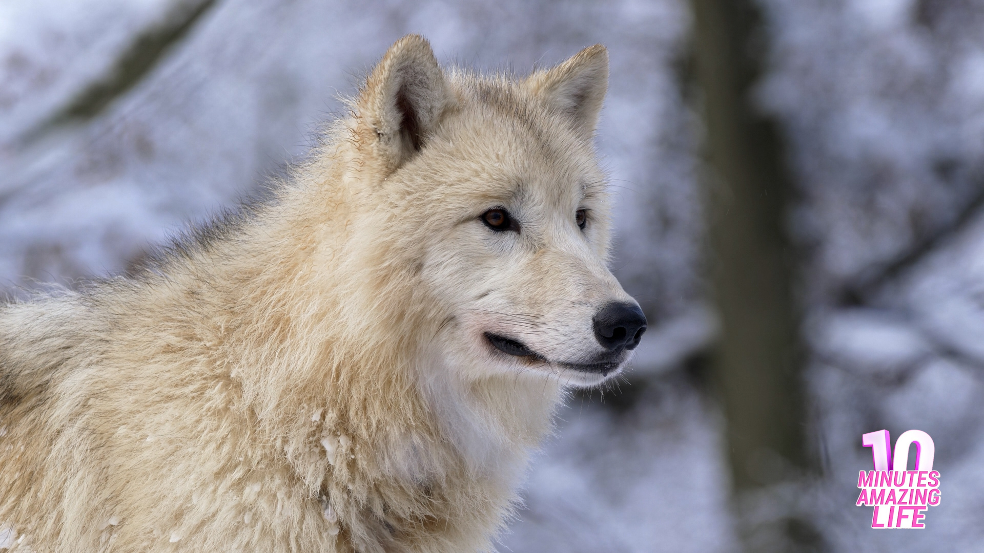 Een Witte Wolf in het Winterbos