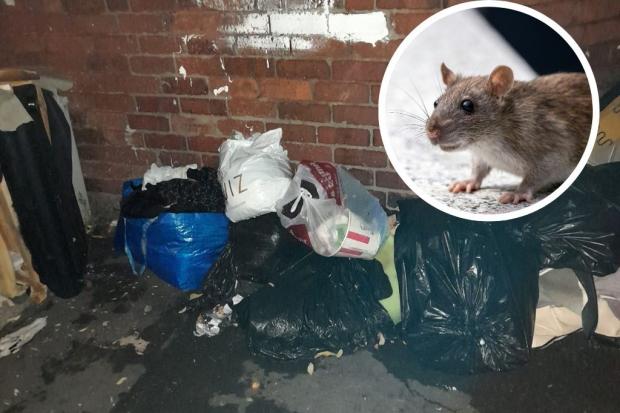 Inside the street overrun with rats, dirty nappies, and dumped animal bones