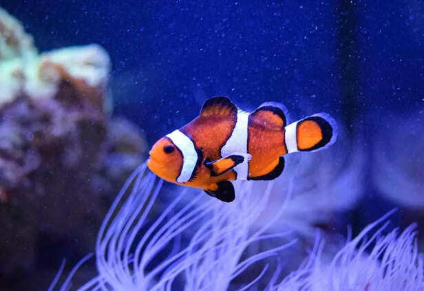 Bringing Nemo Home What It’s Like to Keep a Clownfish as a Pet
